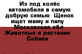 Из под колёс автомобиля в самую добрую семью. Щенок ищет маму и папу - Московская обл. Животные и растения » Собаки   